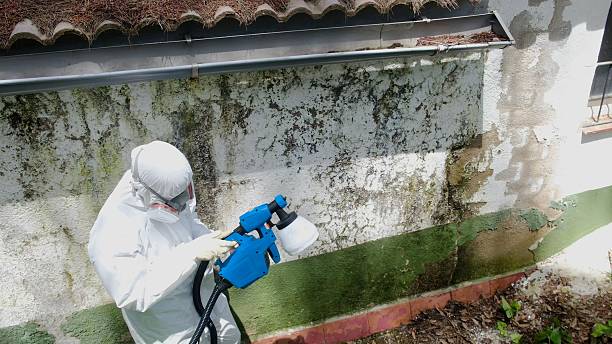 Top rated local Mold Inspection And Testing specialists in Bunn, NC